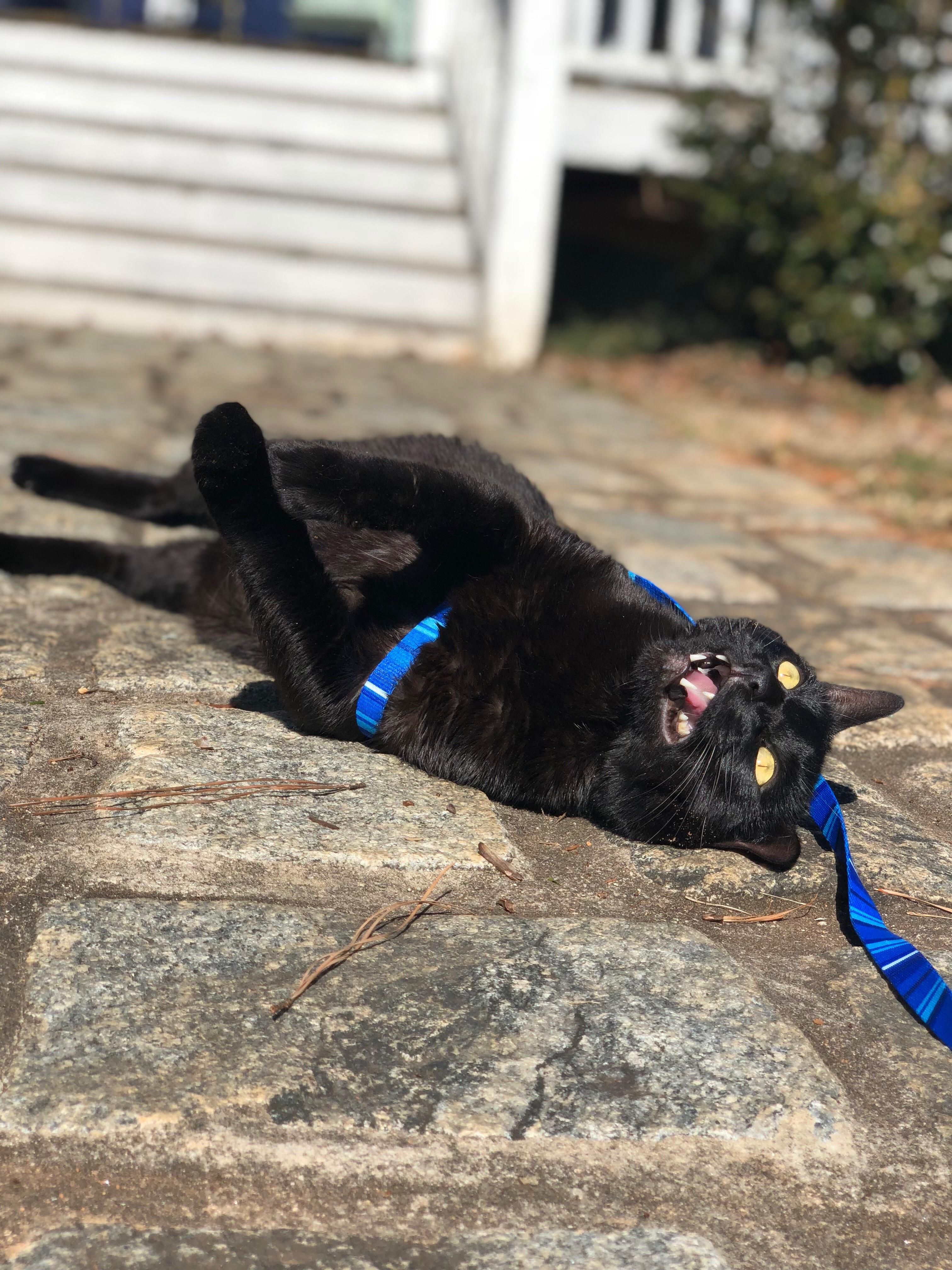 Our cat went outside for the first time today