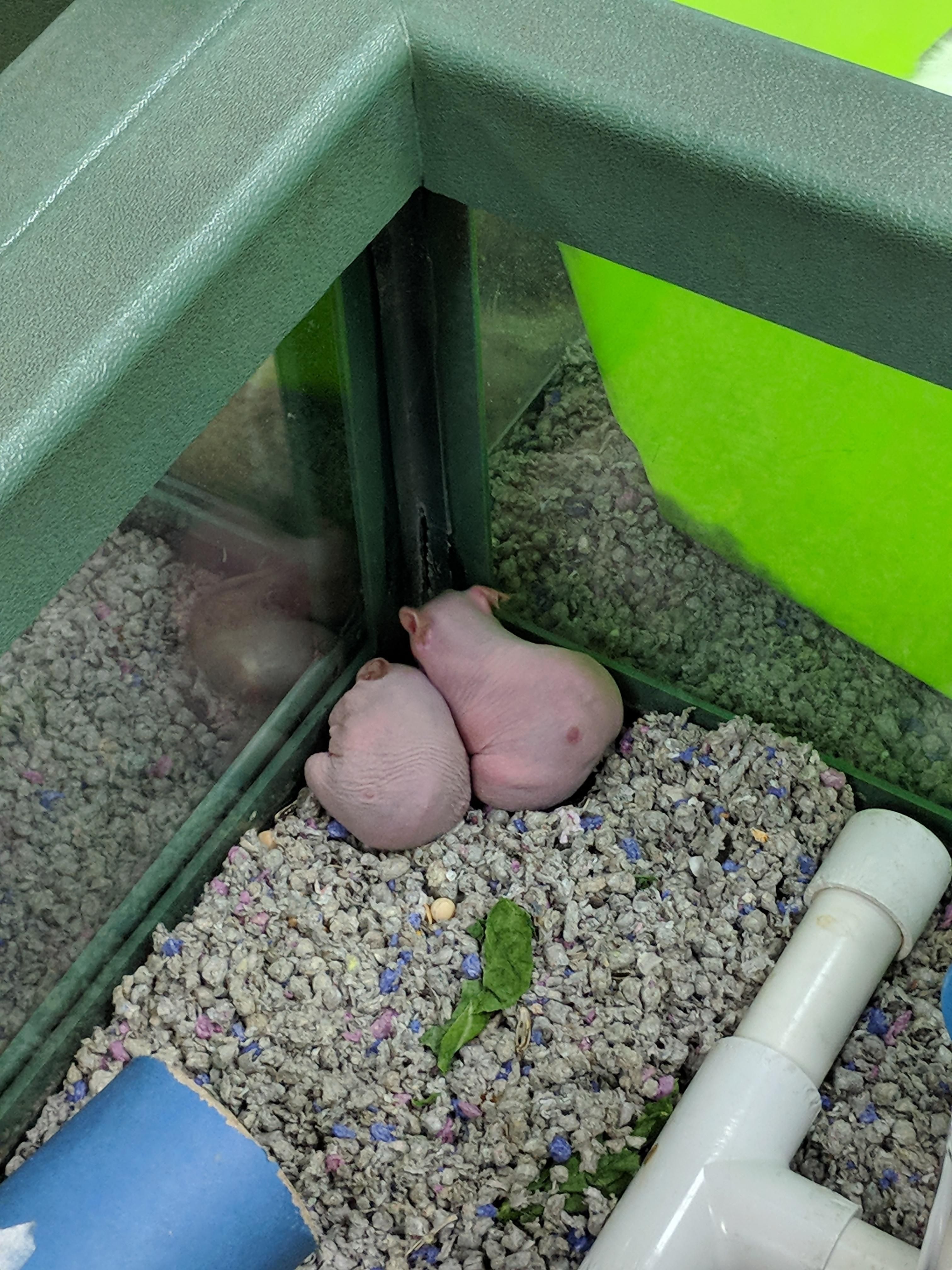 Apparently my local pet store now sells testicles!