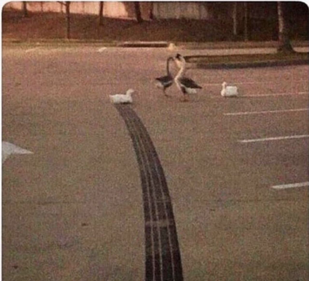 How fast was that duck going