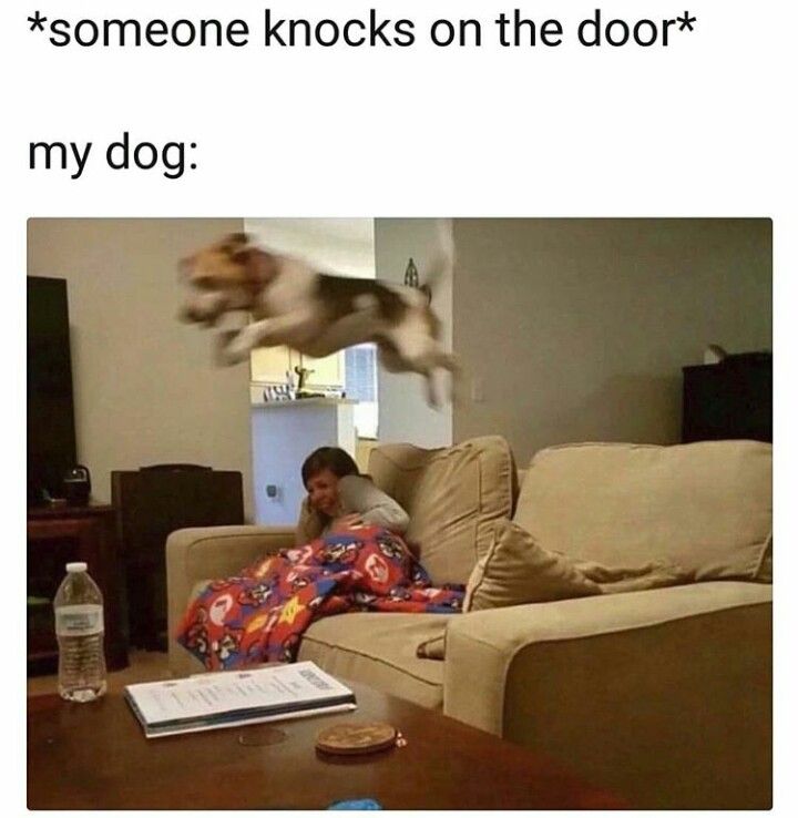 My dog when someone knocks on my door