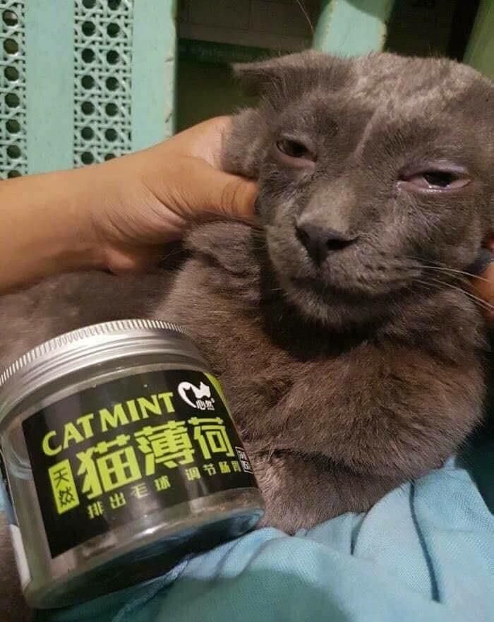 First and last time buying catmint .