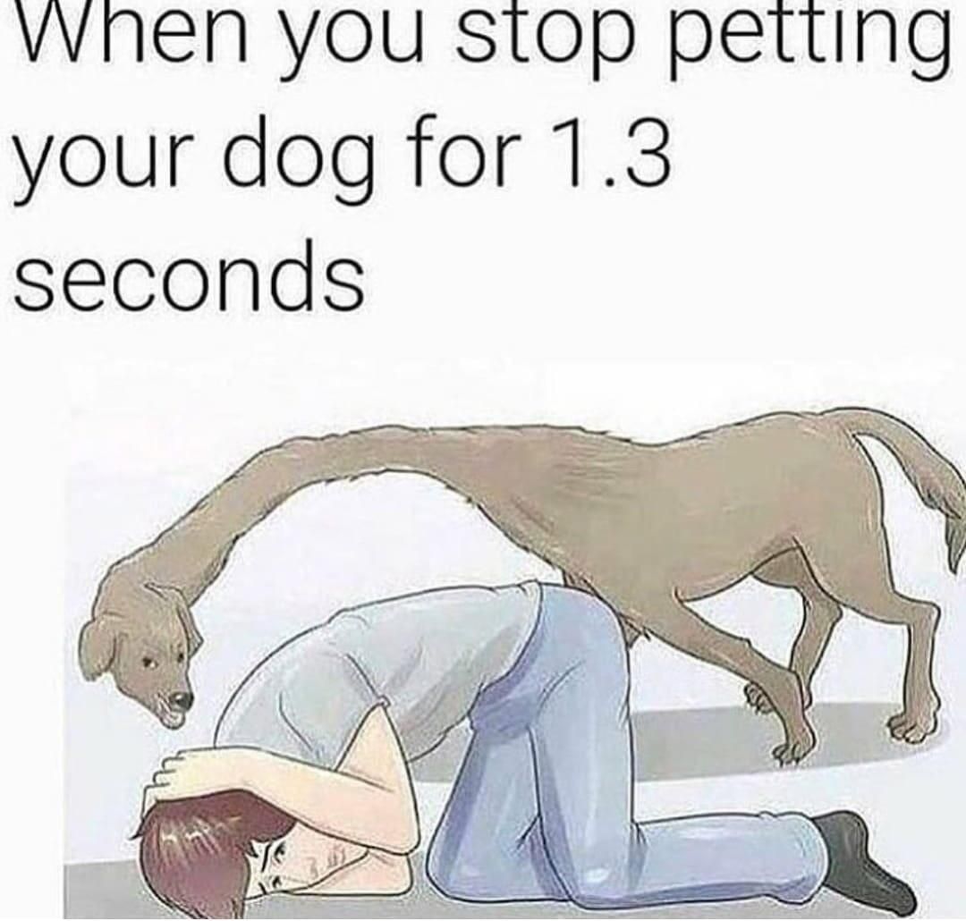 Never stop petting