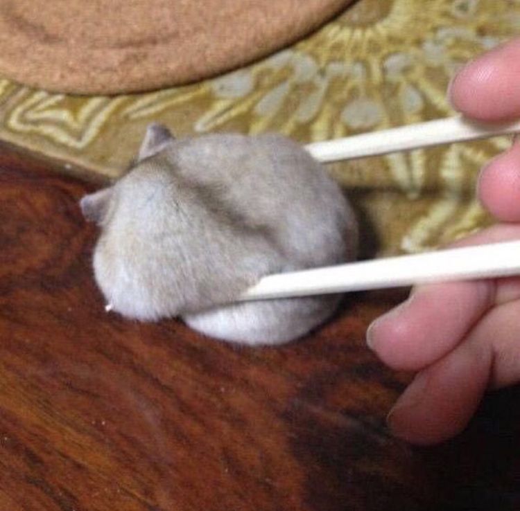 Asians be like