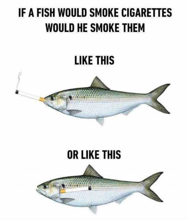 If fish smoked...