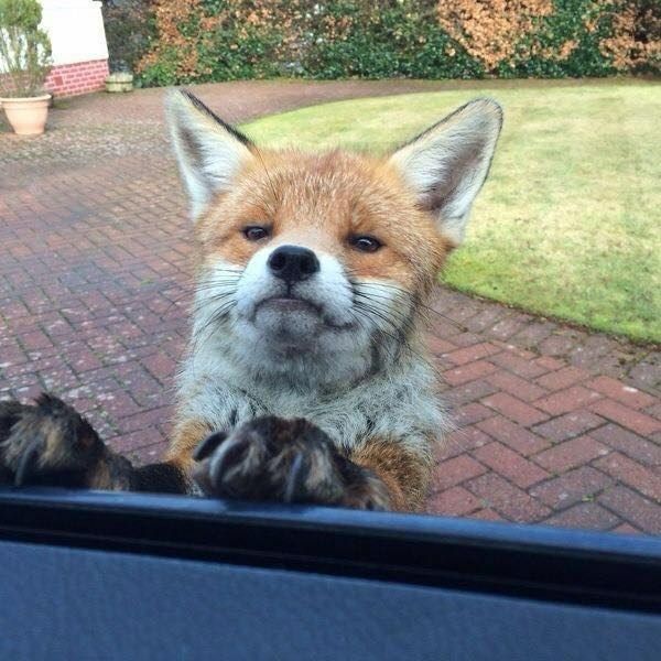 Typical british fox, but he does not have a tie