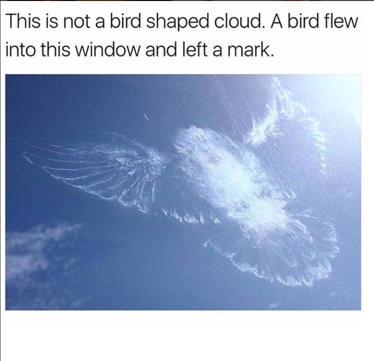 that bird is gonna need a panadol and a mid-strength beer