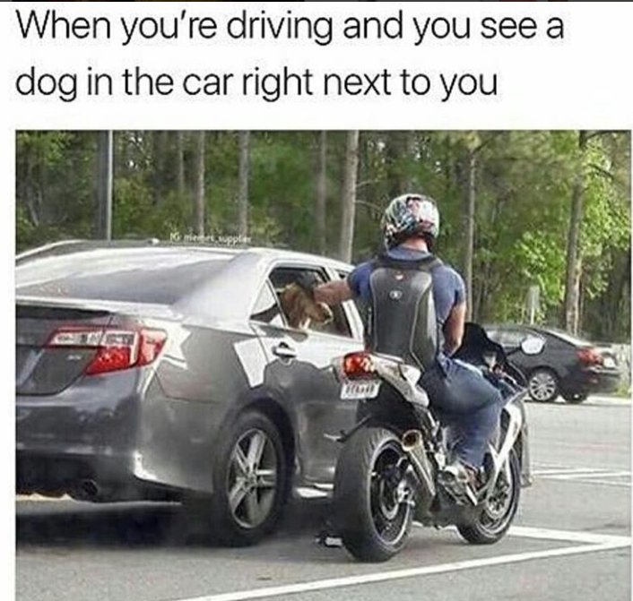 pet that doggo