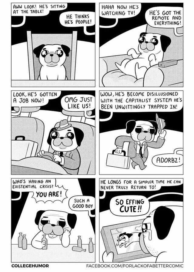 dog