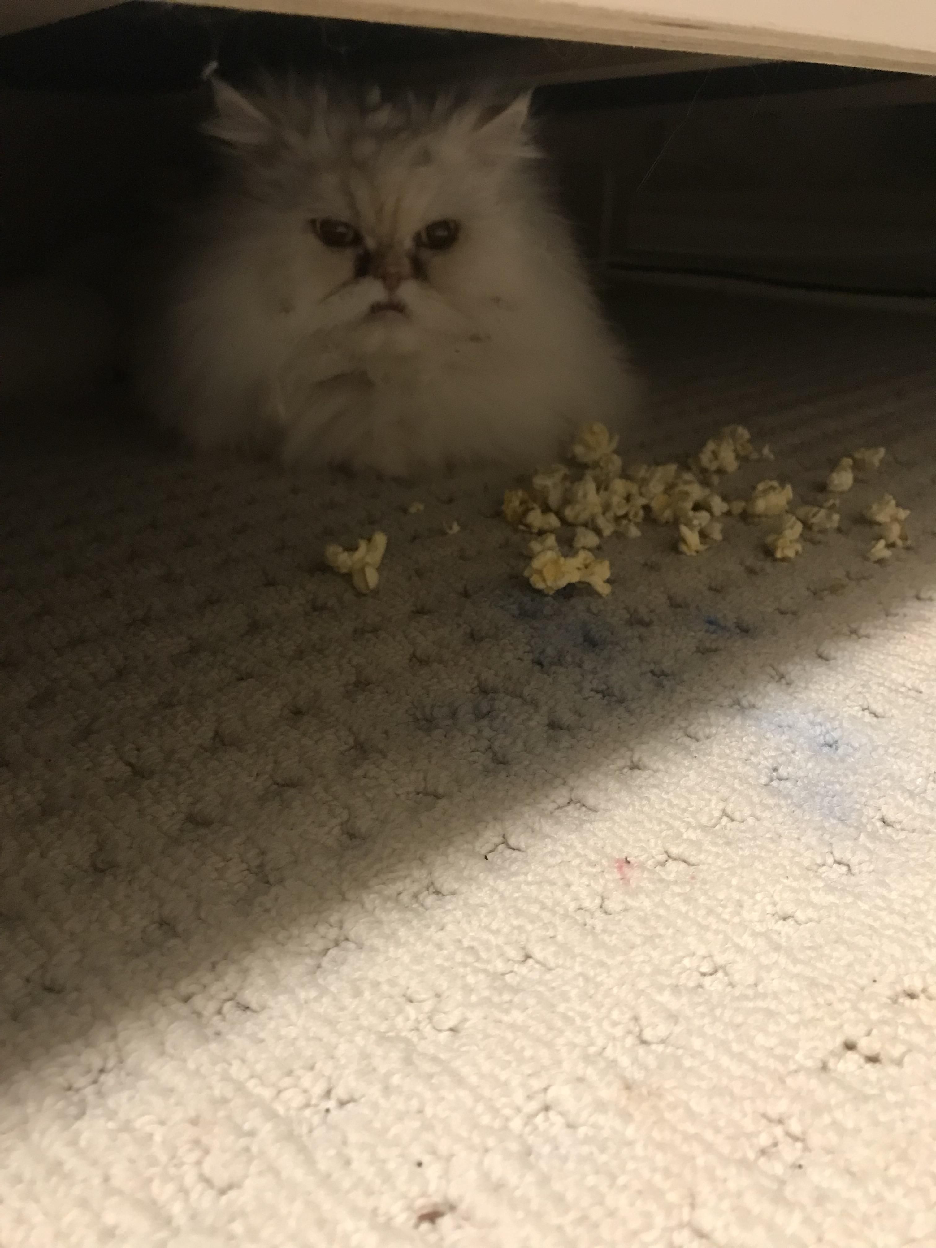 I was wondering why my two year old son started piling popcorn under the bed...