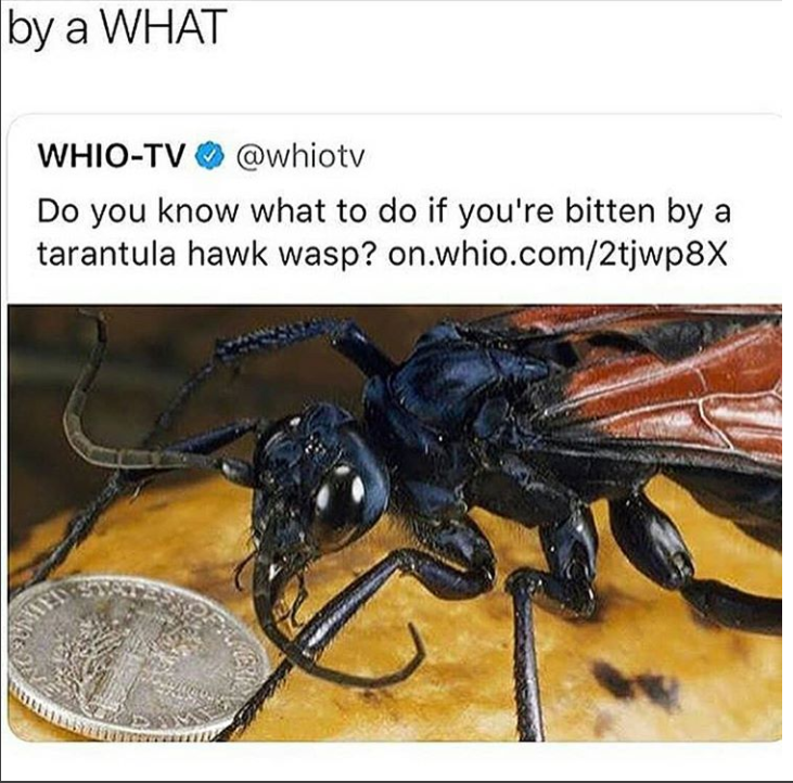 If I see them imma run