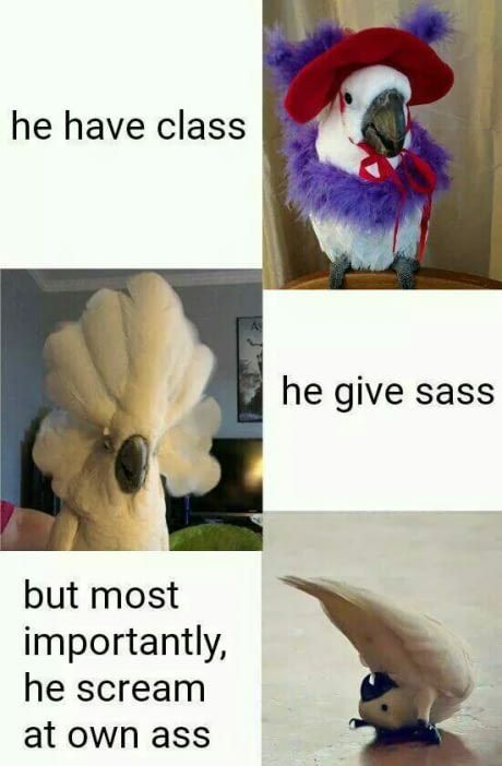 birbz<3