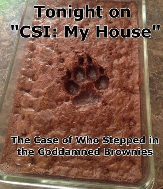 CSI: My House