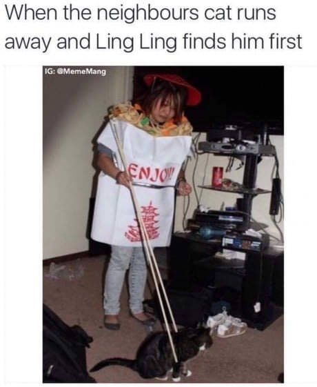 hide yo cat
