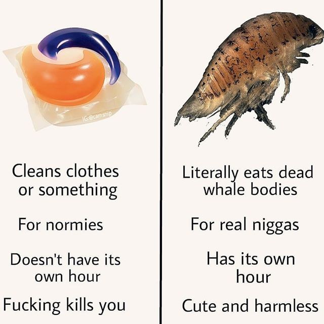 Isopods > Tide pods