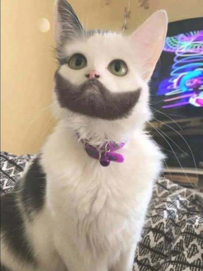 Just a cat with beard.