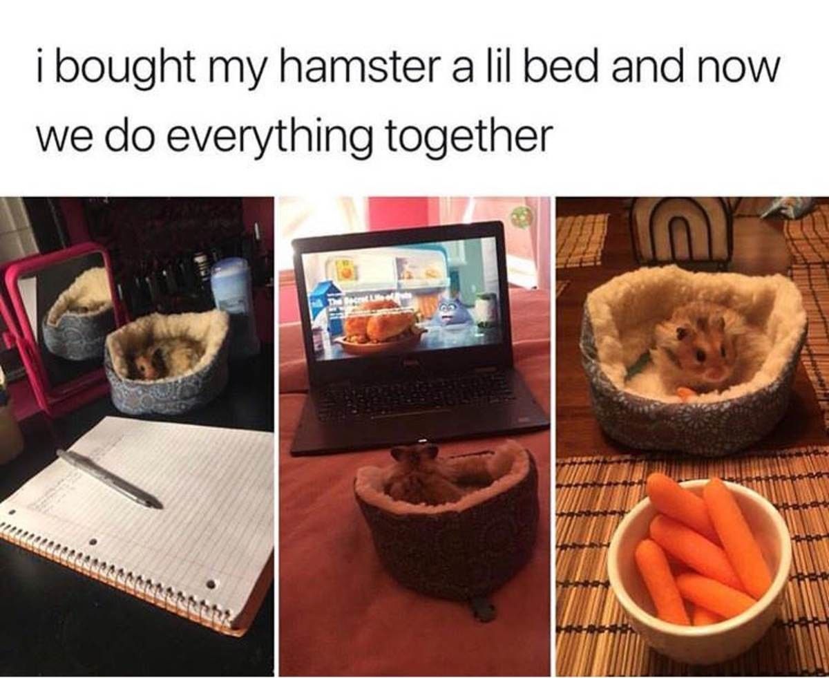 I bought my hamster a bed