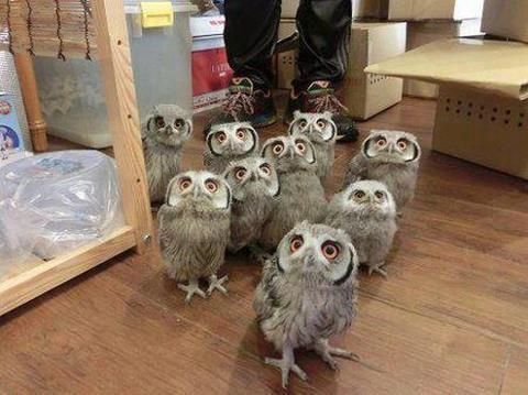 We heard there was a superb owl party?