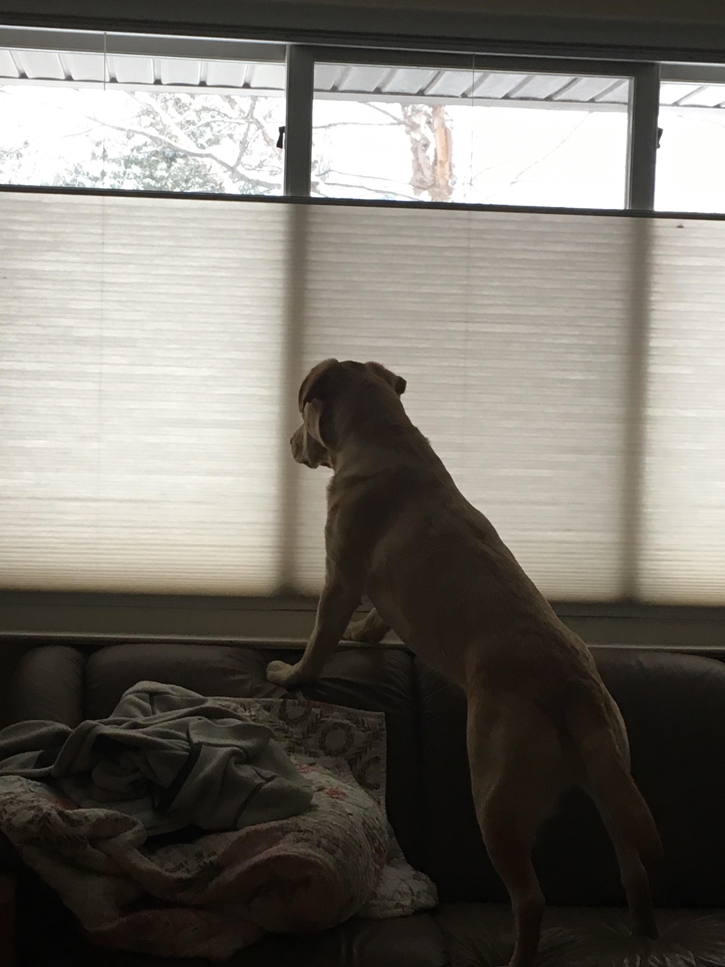 My dog recently lost her eyesight, but still runs to the window whenever she hears that snowplow...