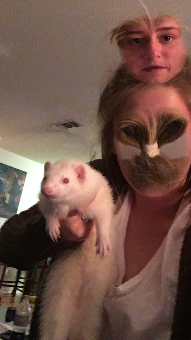 Tried to face swap this ferret.... didn’t quite go as expected.