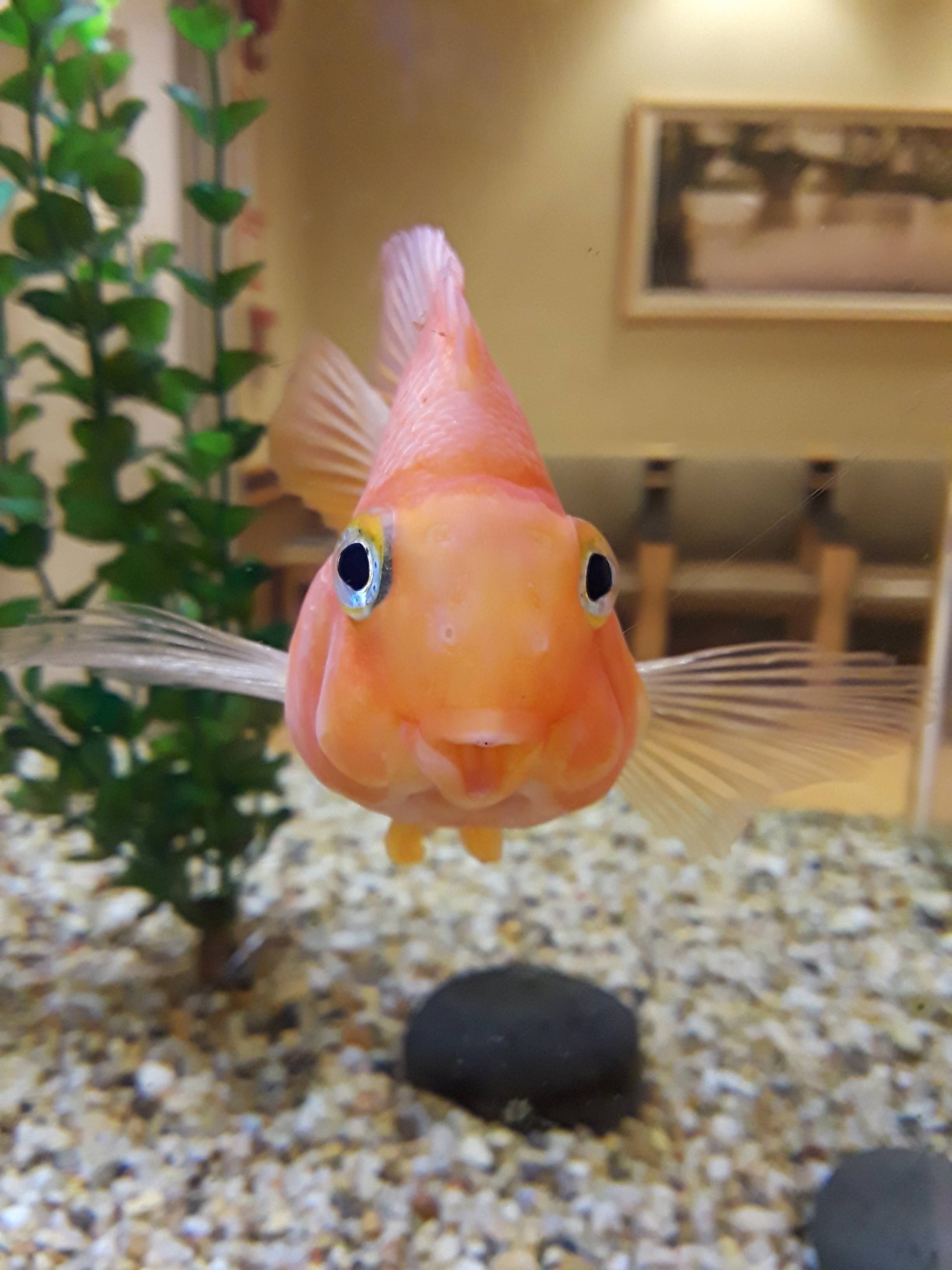 Just met the happiest little fish!