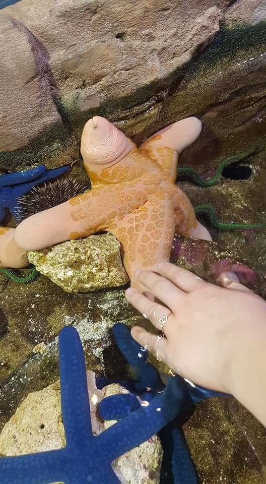My sister saw this unfortunate-looking starfish at the aquarium today