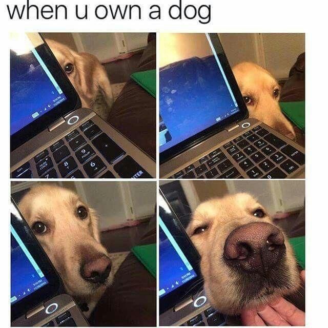 When you own a dog