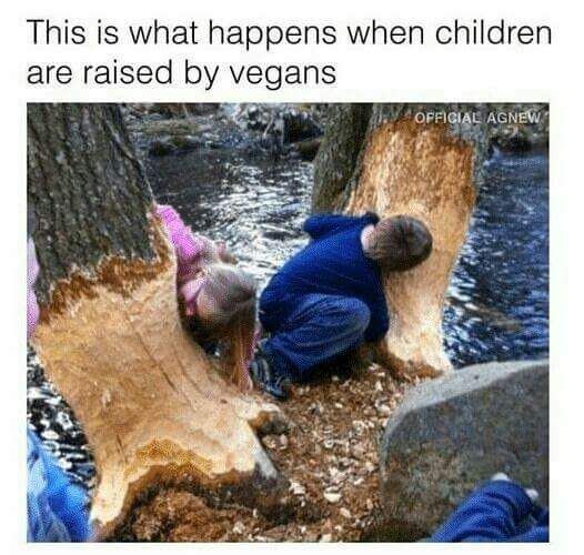 Eat wood