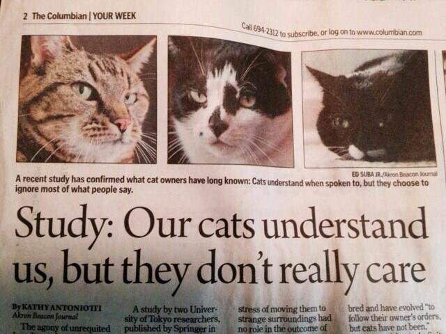 I like how they have pictures of local cats that they presumably interviewed for the article