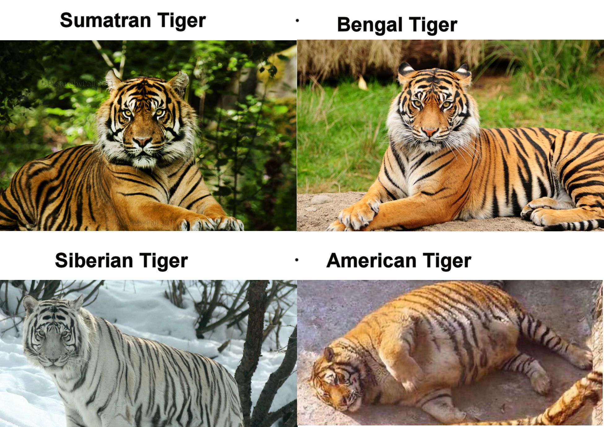 Know your Big Cats!