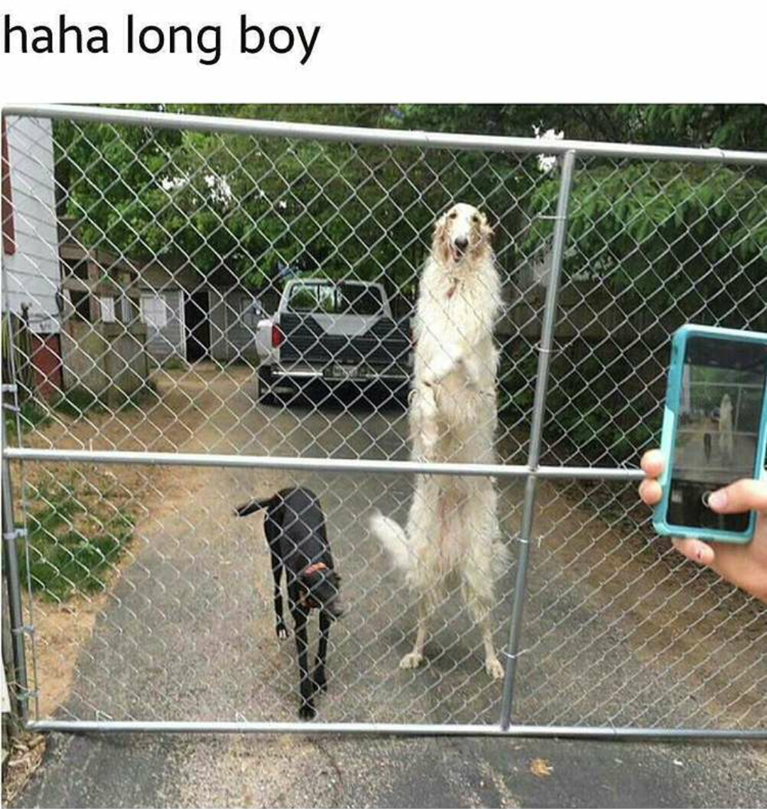 the virgin smol boi vs the chad long boi