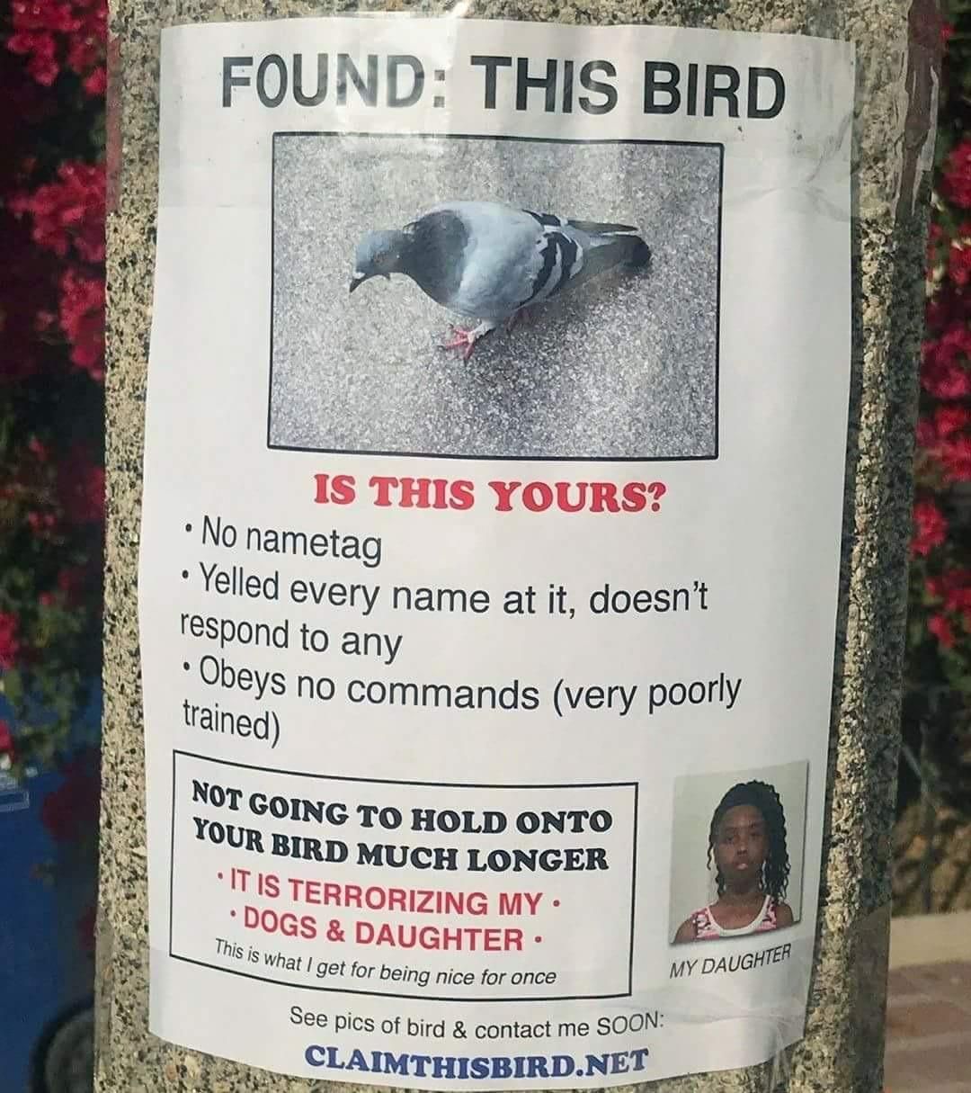 FOUND: THIS BIRD