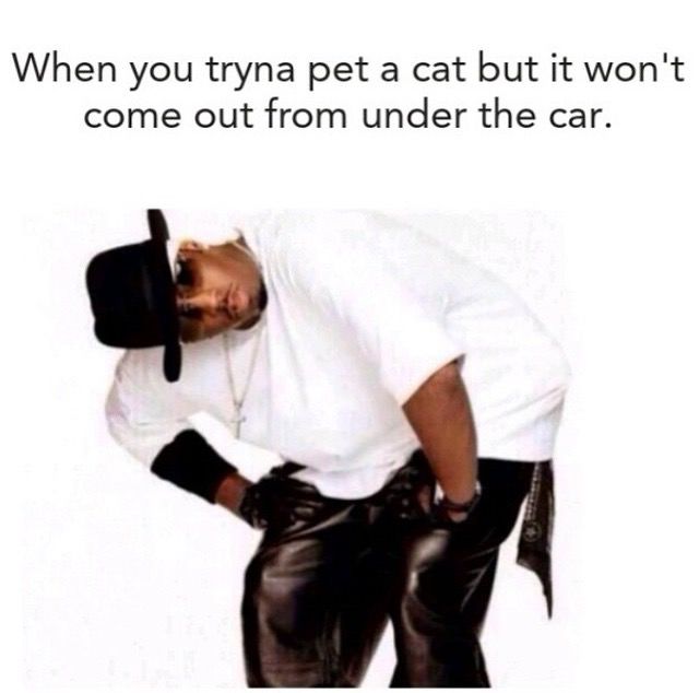 Wanna pet the puff kitty.