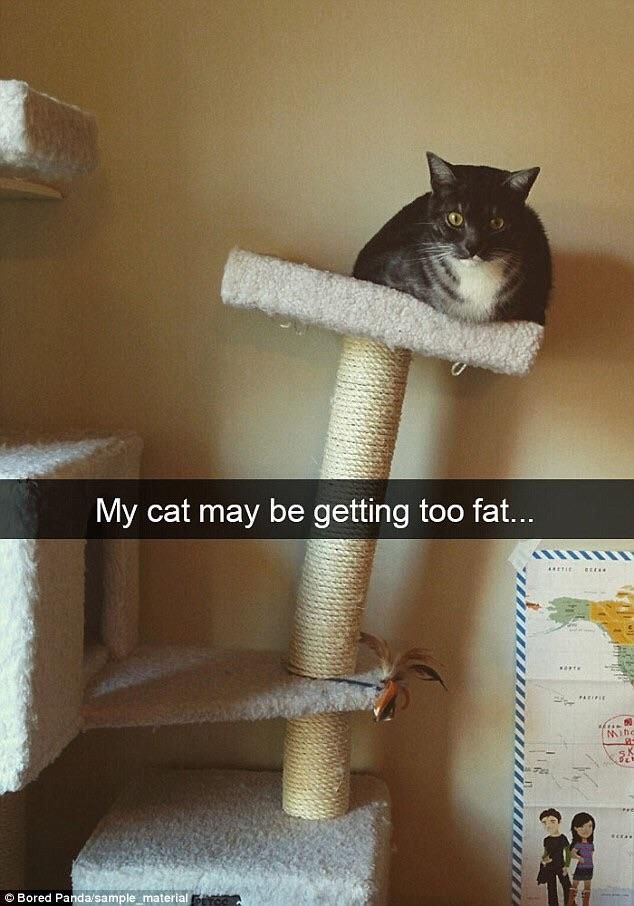 I think my cat may be getting too fat..