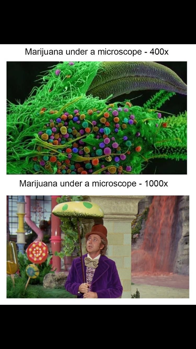 Cannabis under microscope - 1000k