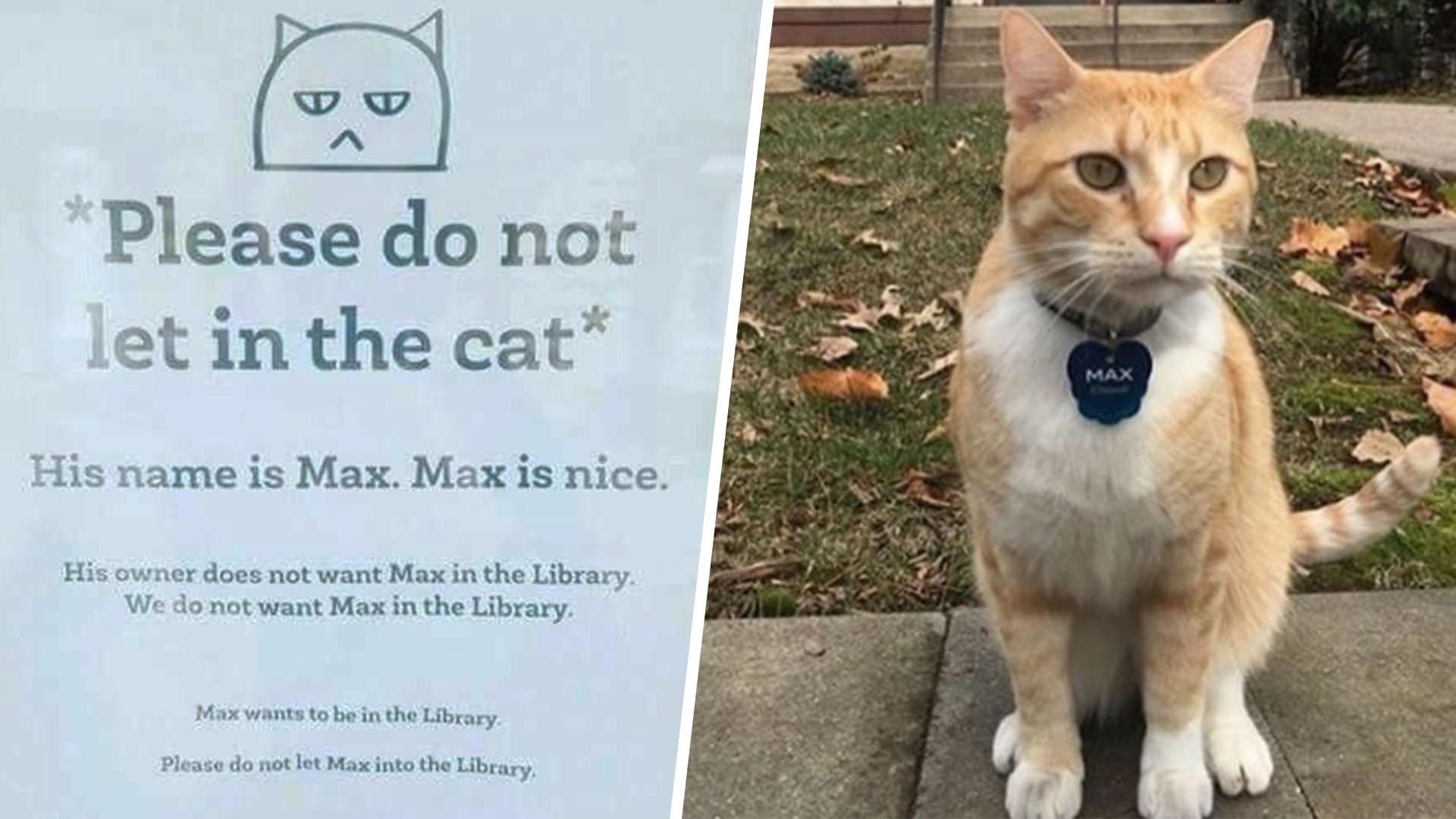 Max the cat is banned from the library.