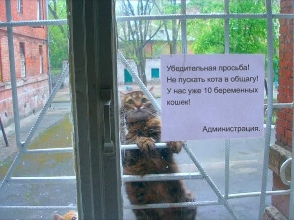 “Urgent request! Don’t let the cat go inside the dorm! There are already 10 pregnant cats here! Administration.”