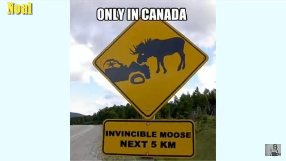 Caution: Invincible Moose Ahead!