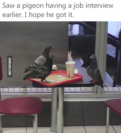Saw a pigeon having a job interview earlier. I hope he got it.