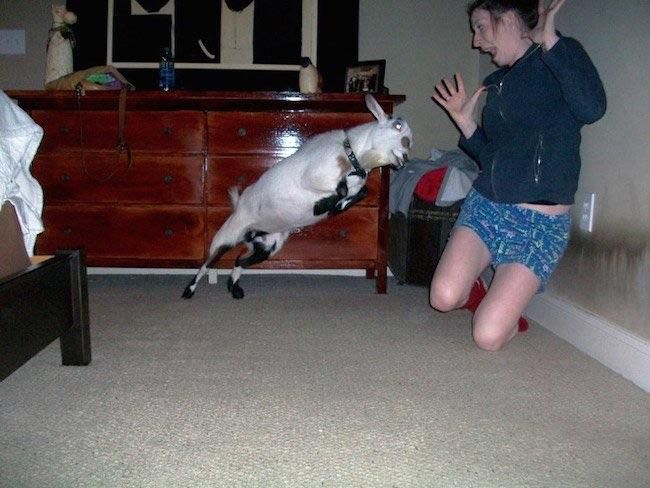 This is what happens when you bring a goat indoors