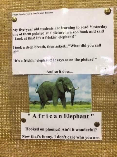 A frickin’ elephant