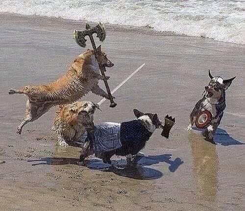 The great battle of the corgis.