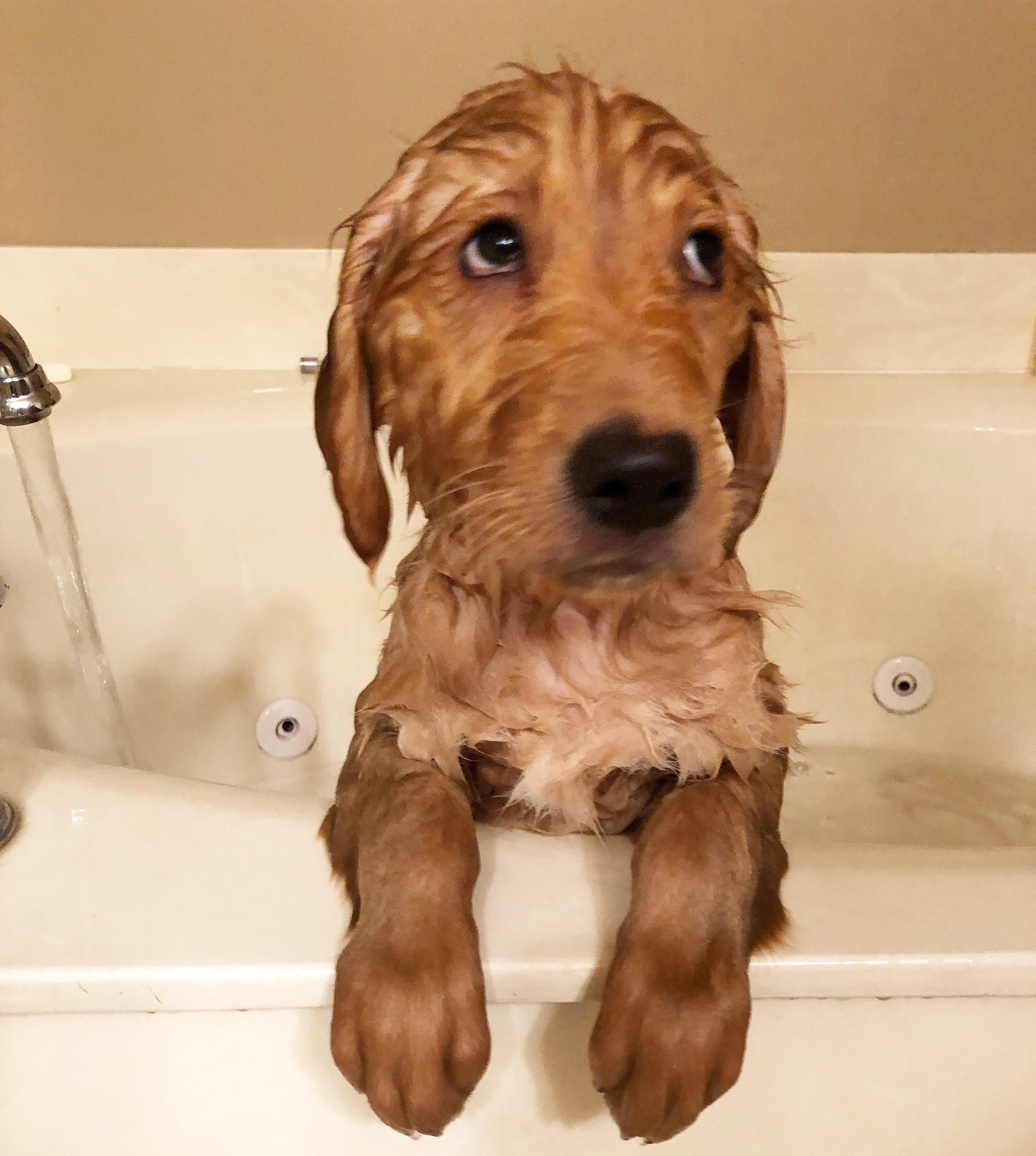 First bath for Bentley