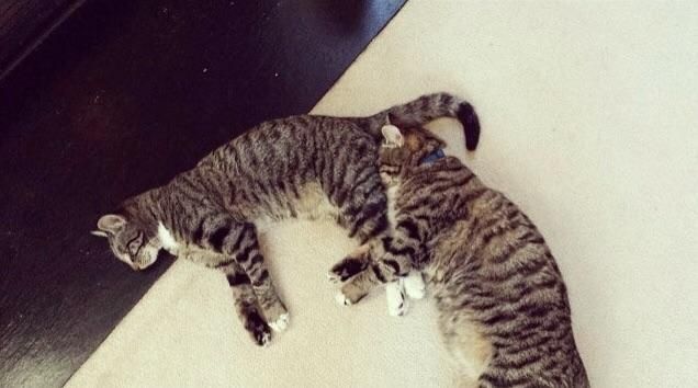 No joke. This is how they sleep. Bert & Ernie.