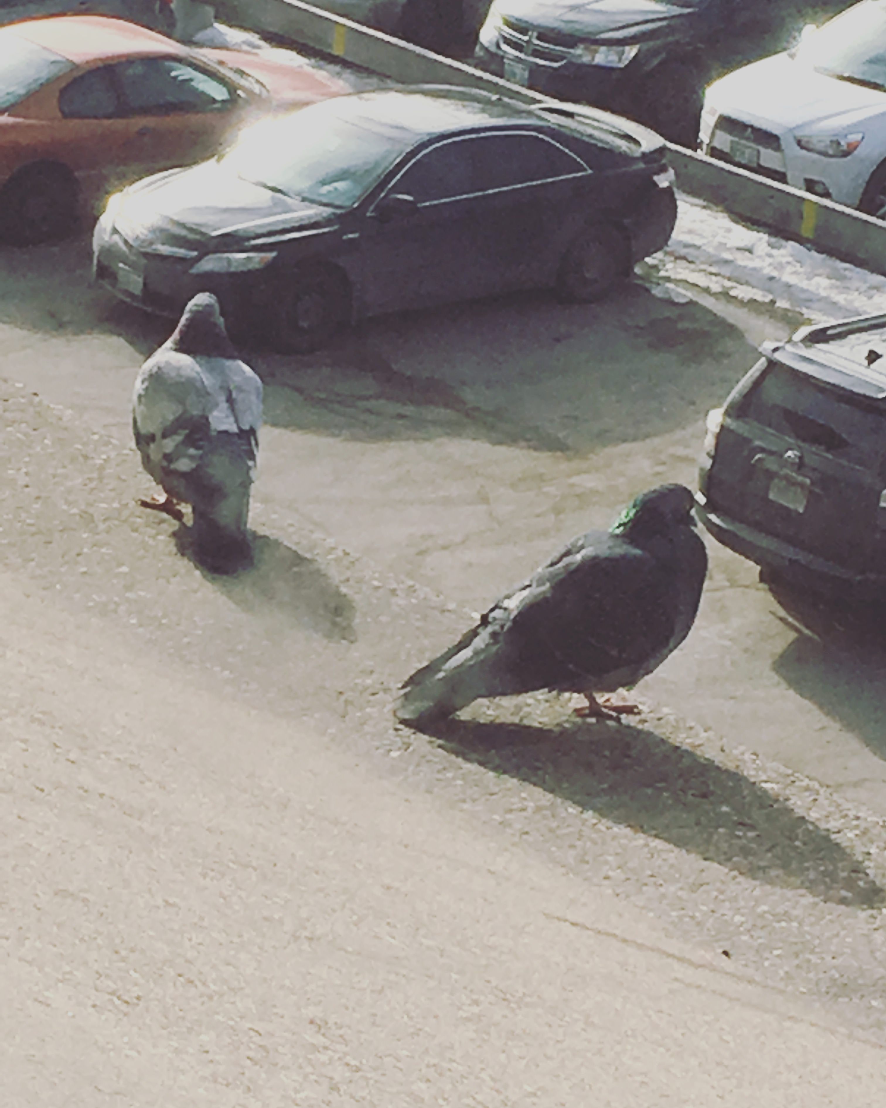 Pic of two plump pigeons perched on the ledge but ended up getting a picture of two massive pigeons looking for their car.
