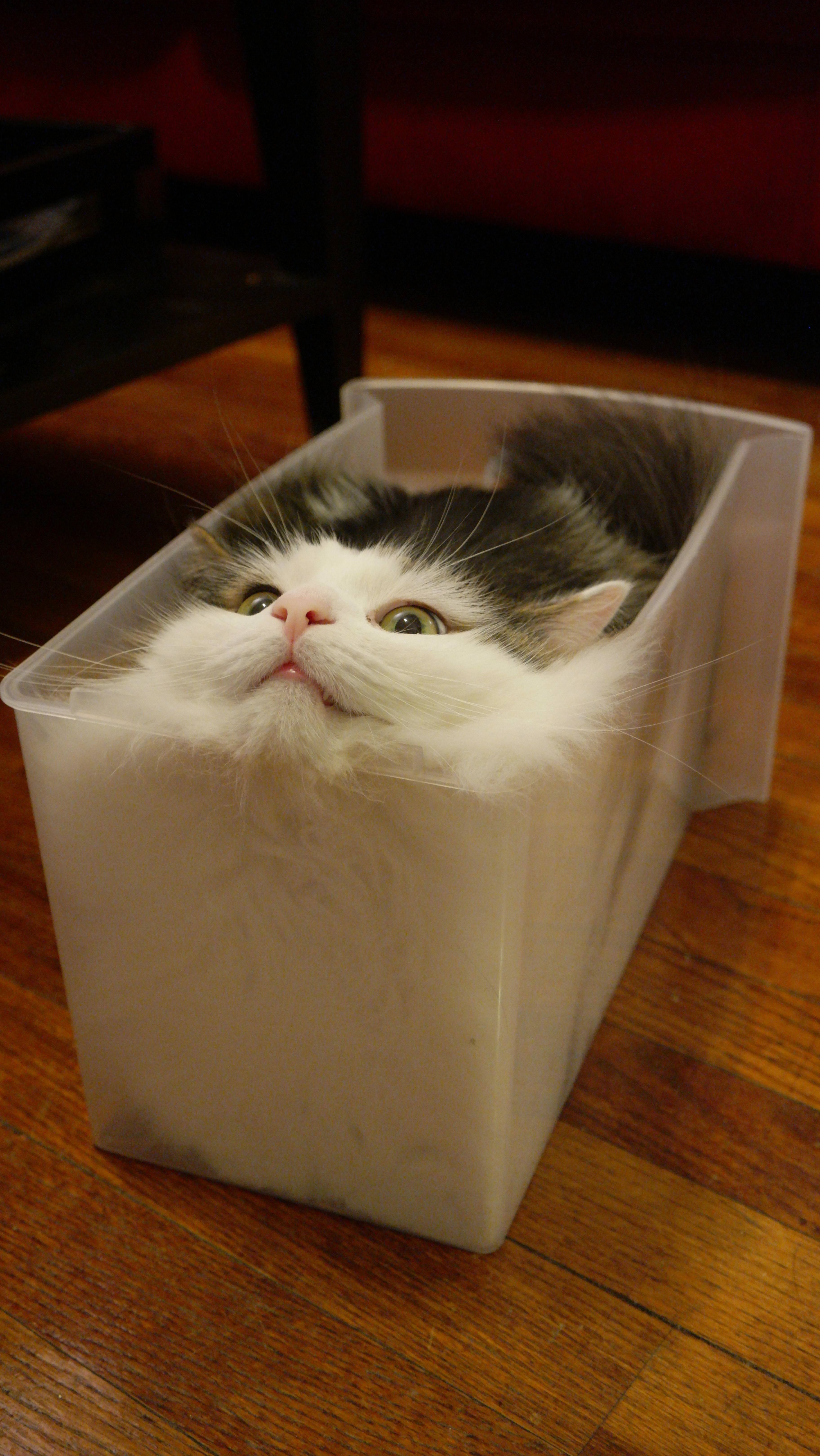 UPDATE: Feline continues to seek fully liquid state
