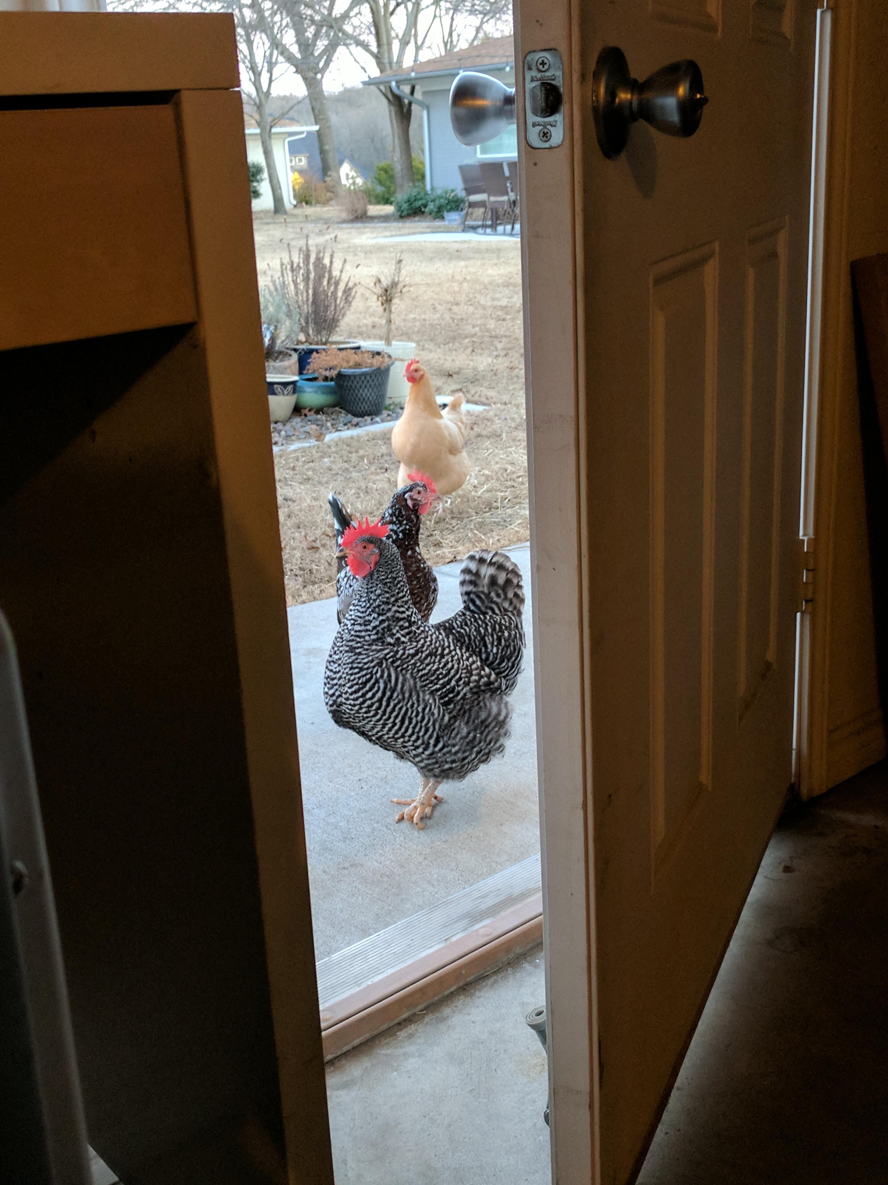 They've surrounded the exit, tell my wife she was wrong about the chickens...