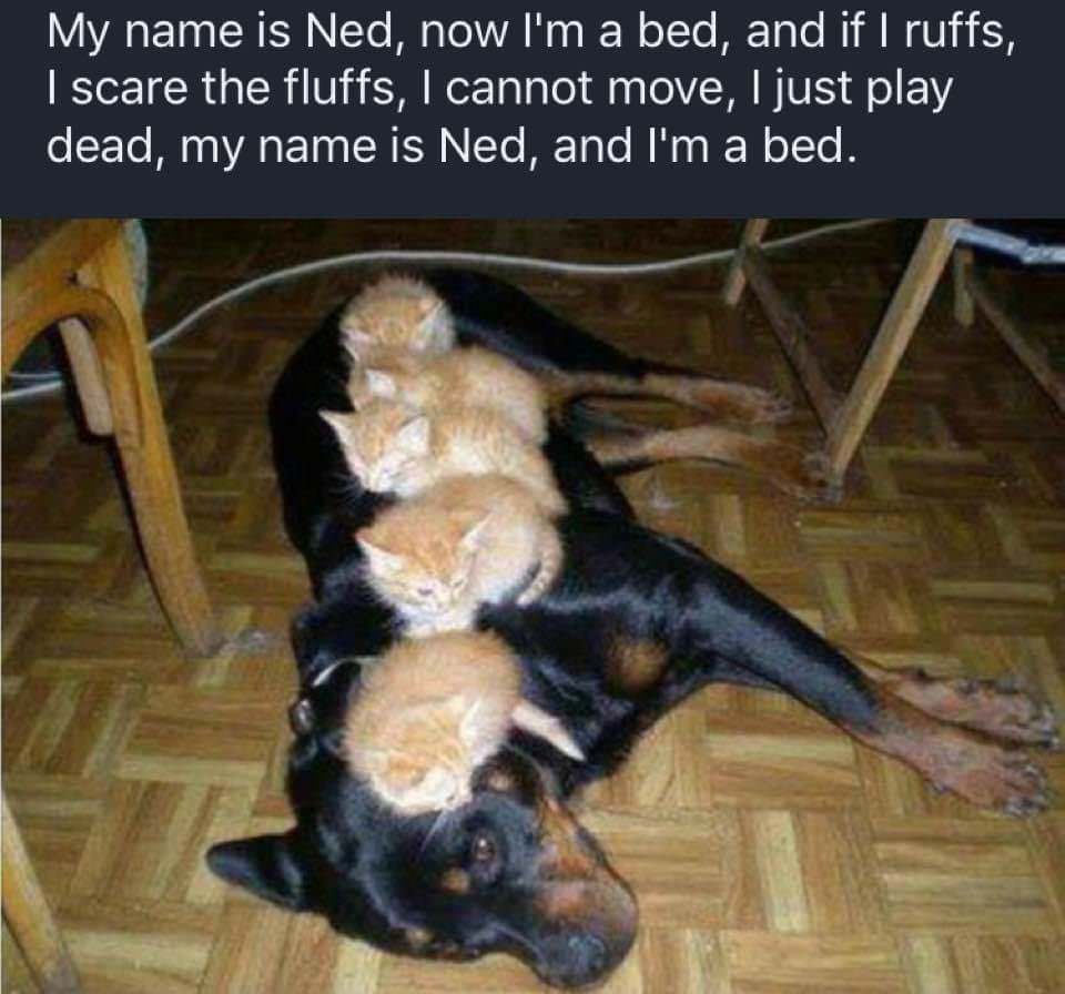 Meet Ned, he's a bed.