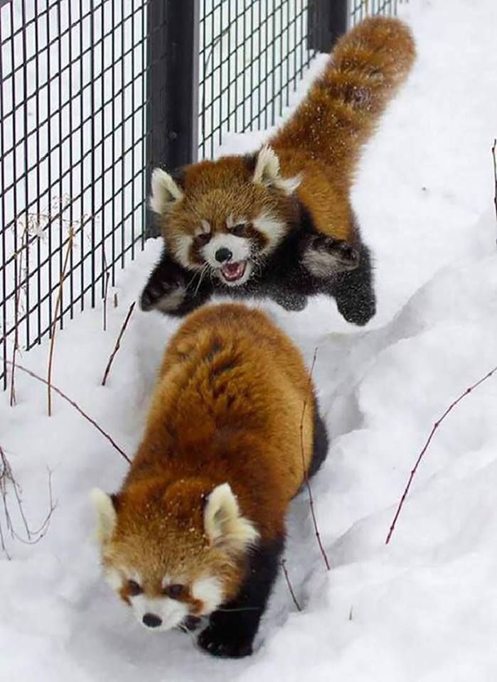When Red Pandas attack!
