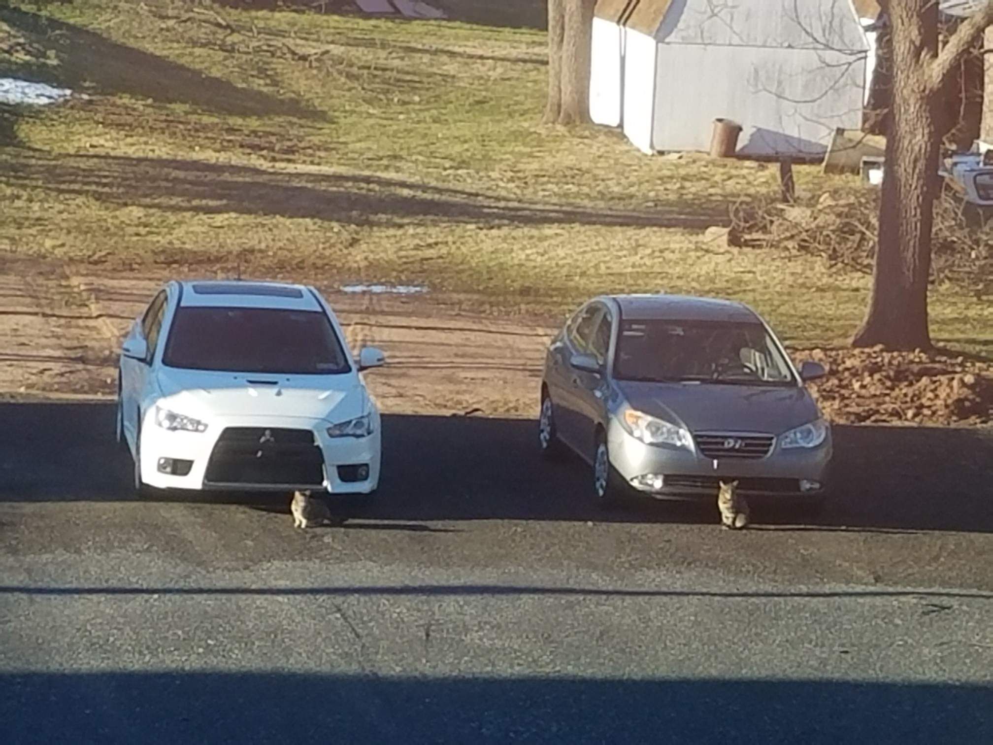 The Local Cats Started A Car Club