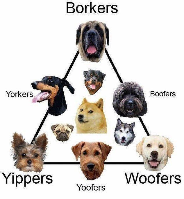 Puppers of all varieties